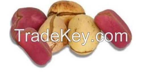 Dried Kola Nuts