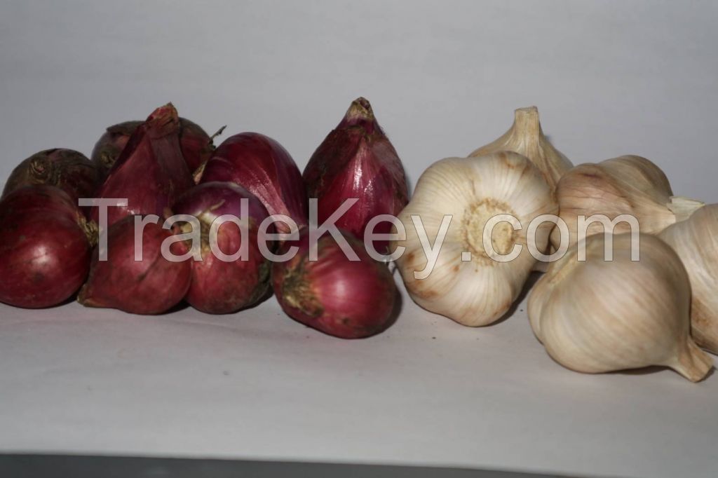 Fresh Shallots