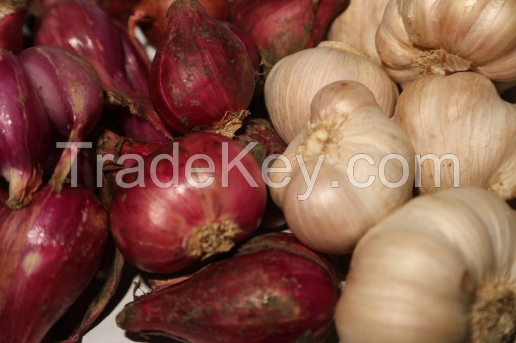 Fresh Shallots