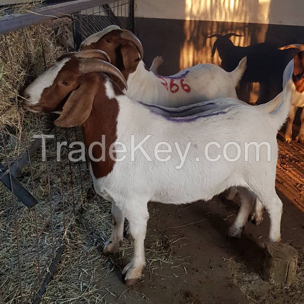 Pure Breed South African Alive Boer Goat Kalahari Red Goat Saanen