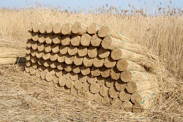 water reed