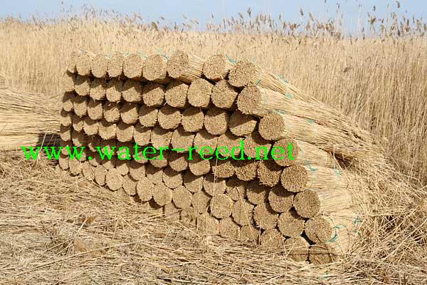 water reed for roof