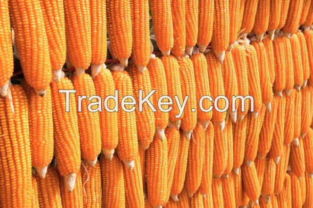 Yellow Maize