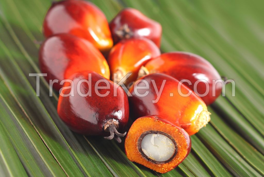 Palm Kernel