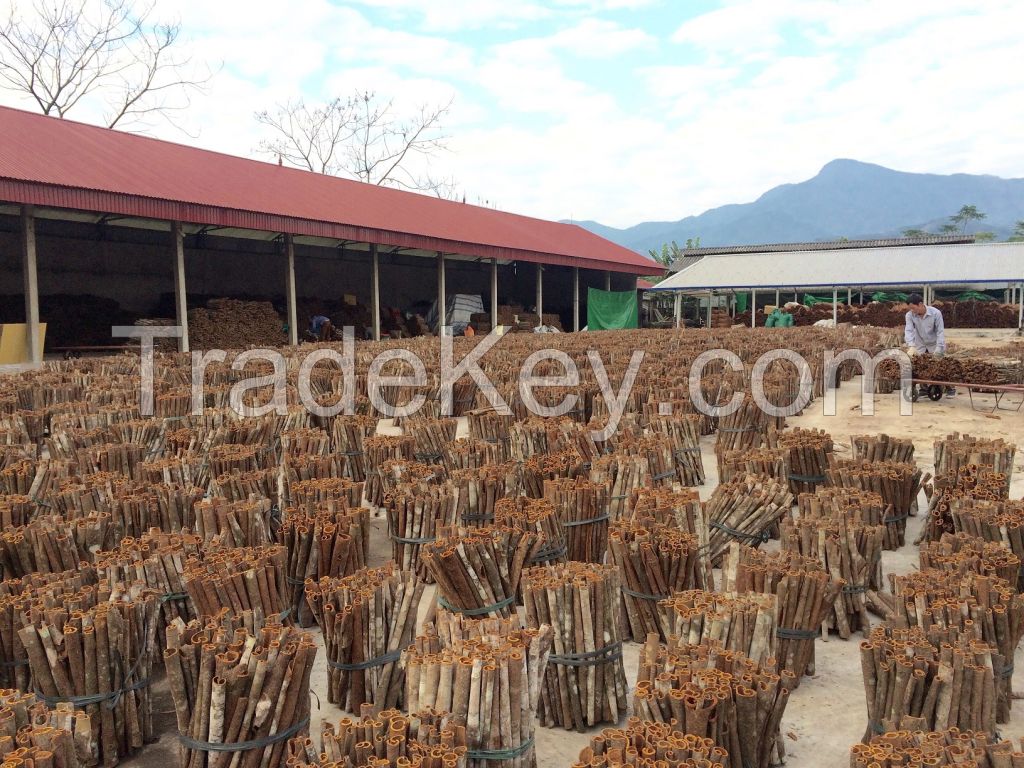 Wholesale Cinnamon Cinnamomum Broken Split Cigarette Cassia Verra Stick Ms.Lucy +84 929 397 651