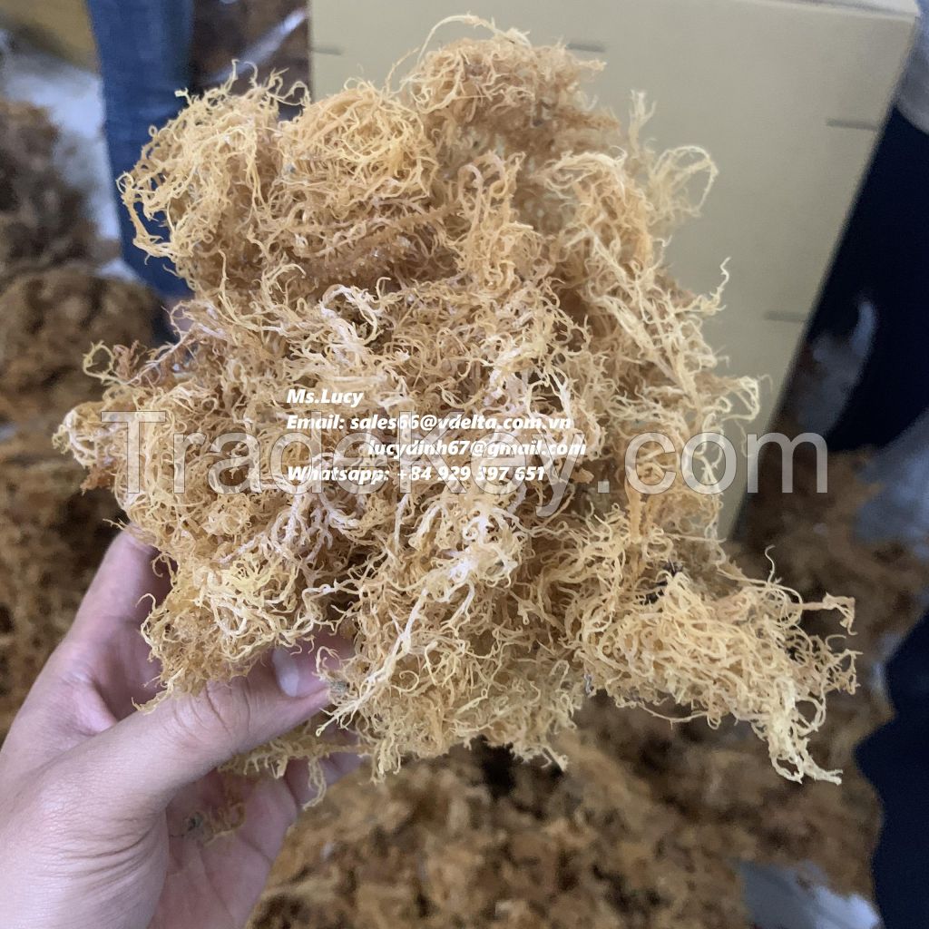 Dried Sea Moss/ Irish Moss/ Eucheuma Cottonii for Export