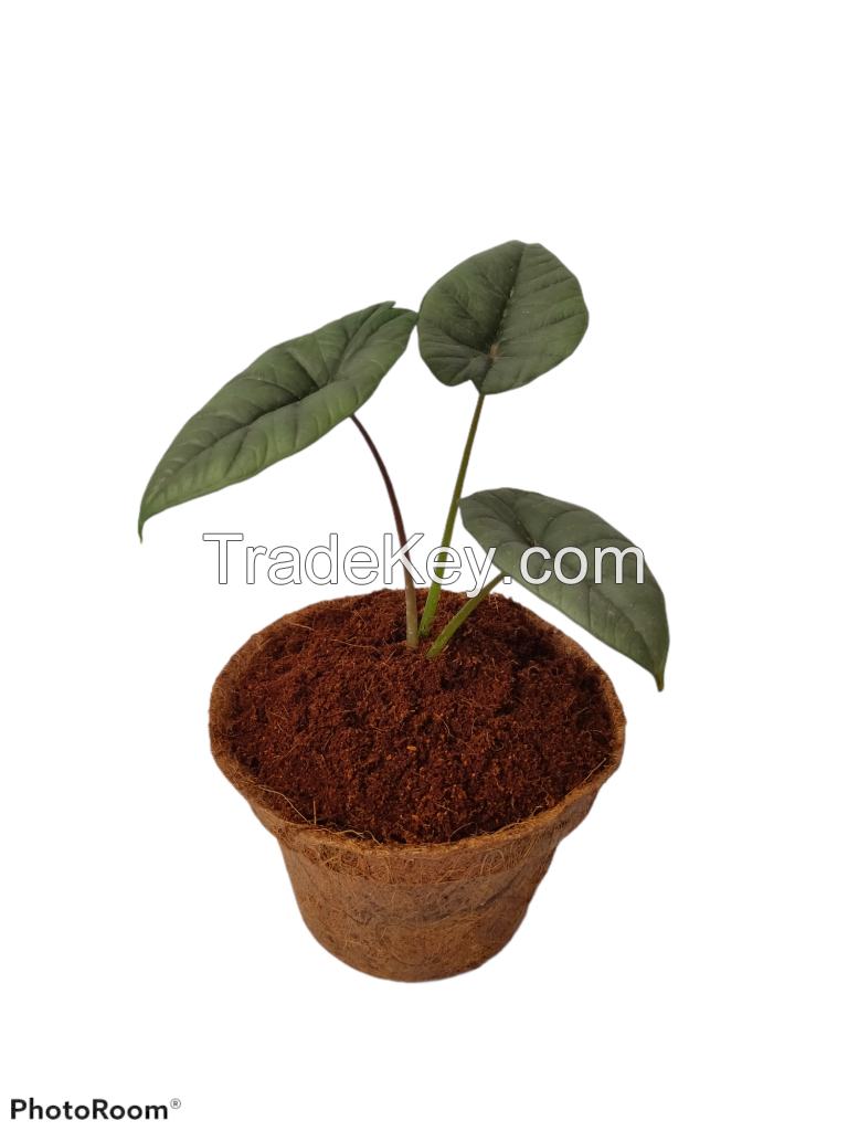 coir pot