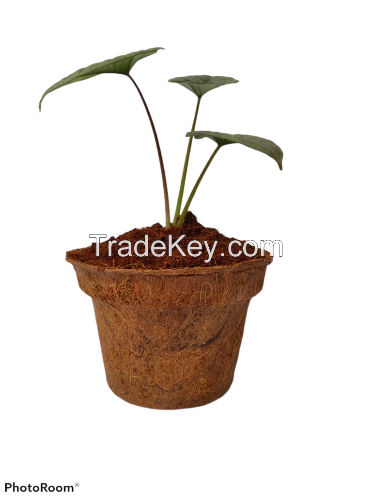 coir pot