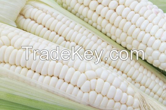 WHITE Maize