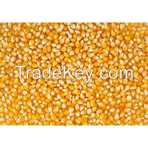 Yellow Maize