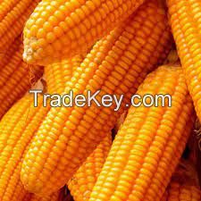 Yellow Corn