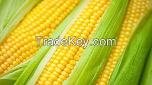 Yellow Corn