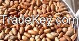 Bitter Kola Nuts
