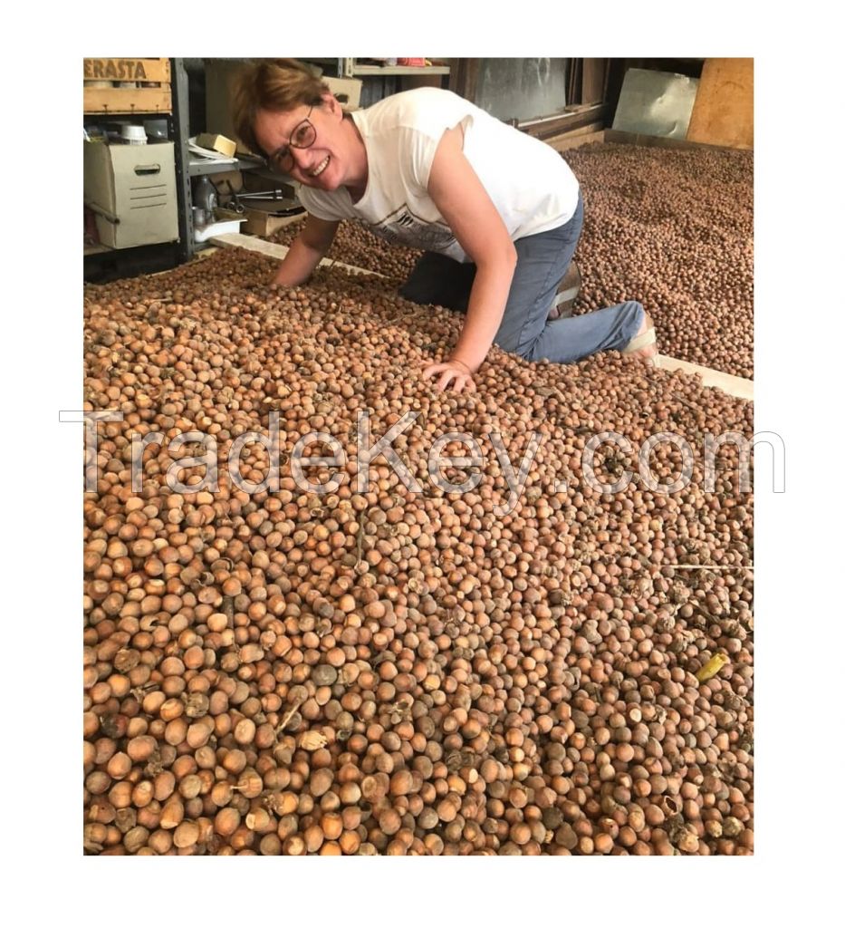 Original High Quality Hazelnuts suppliers Hazelnut kernels/Hazelnut in shell/ Organic hazelnut Roasted 