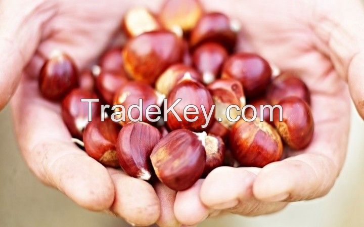 Wholesale fresh Chestnut Raw easy peel sweet roasted chestnuts organic snack food