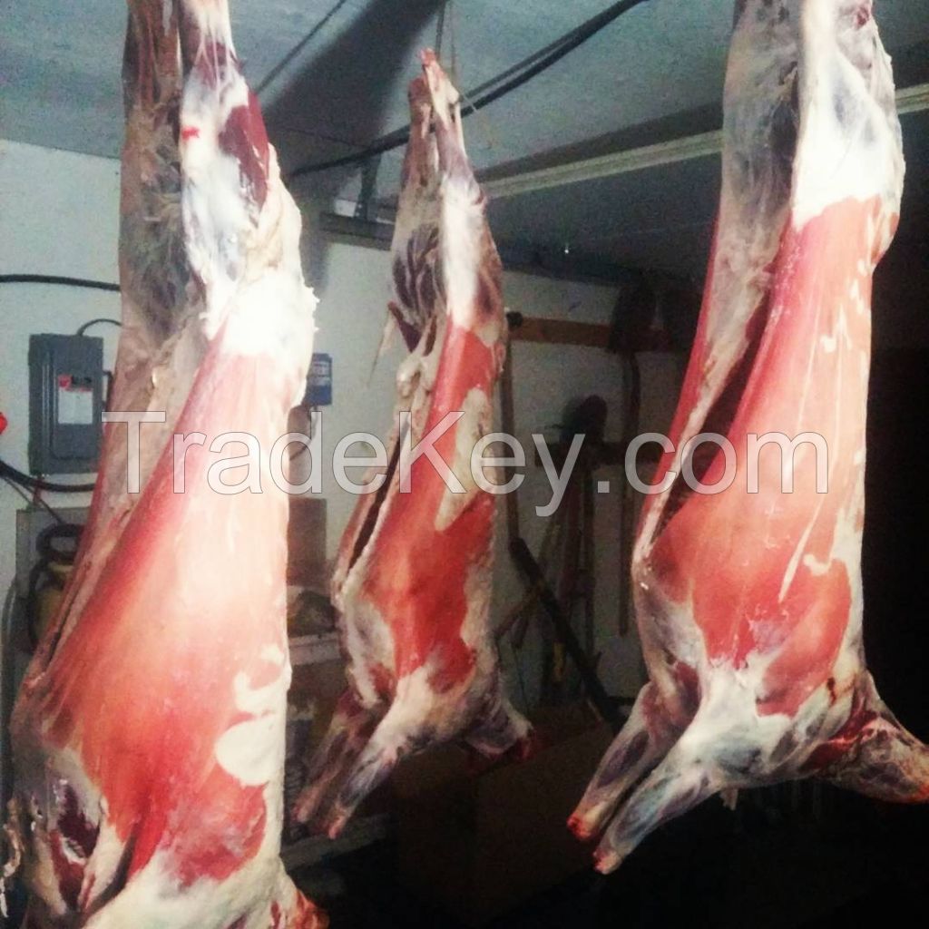 HALAL FRESH / FROZEN GOAT / LAMB / SHEEP MEAT / CARCASS