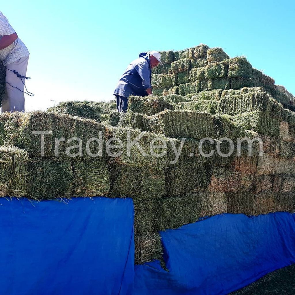 Alfafa Hay for Animal Feeding Stuff Alfalfa,hay/alfalfa hay pellets