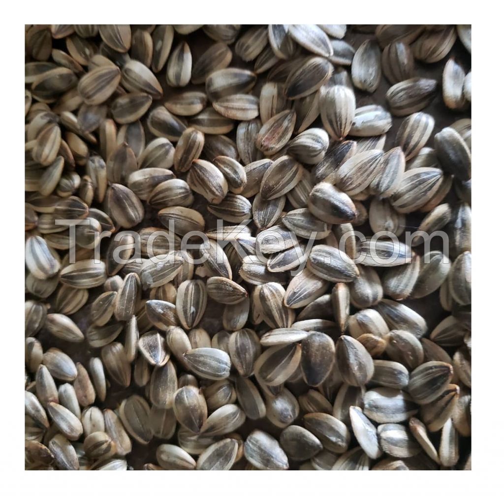 Black Sunflower Seed Kernels Supplier Long Shape 99.9% Min 10% Max Premium Grade from ZA Dried Raw COMMON Cultivation