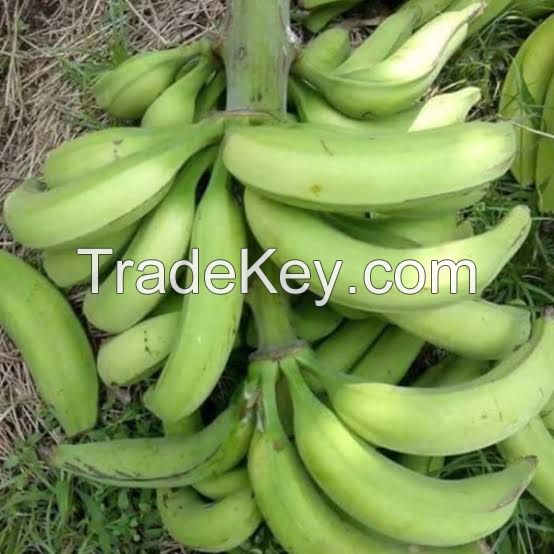 PLANTAIN