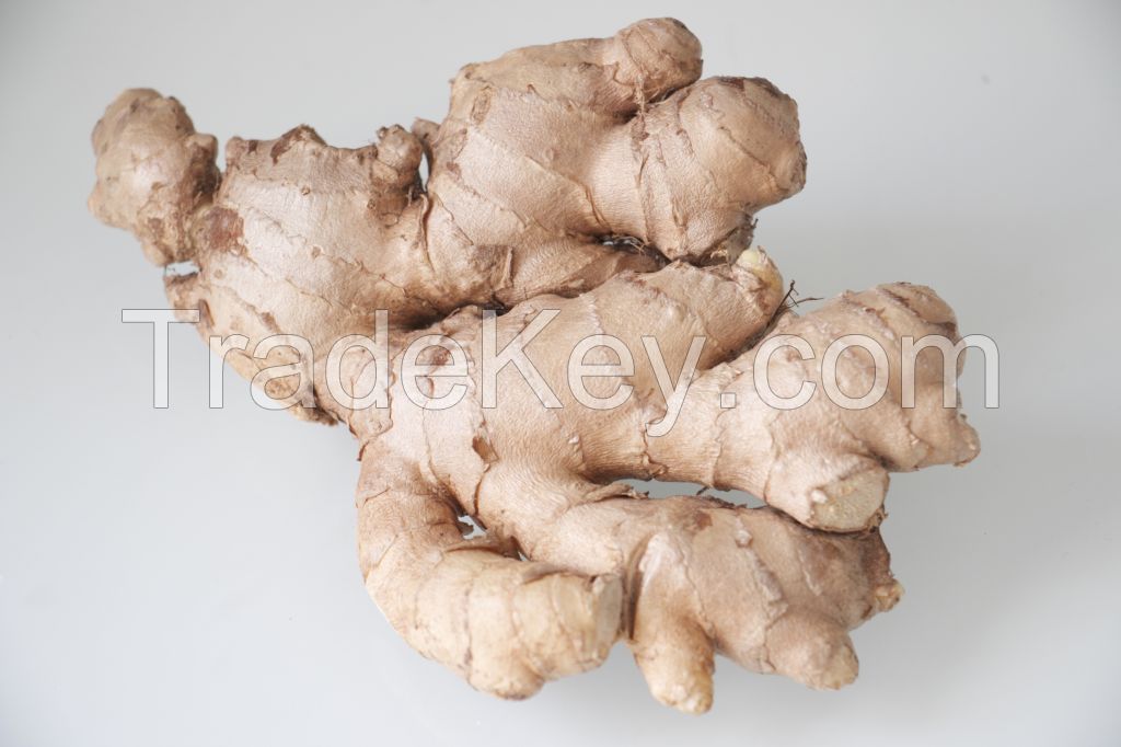 Fresh Elephant Ginger