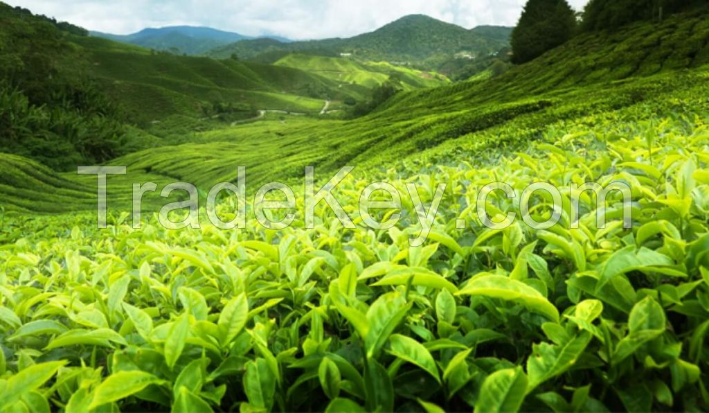 Ceylon Tea