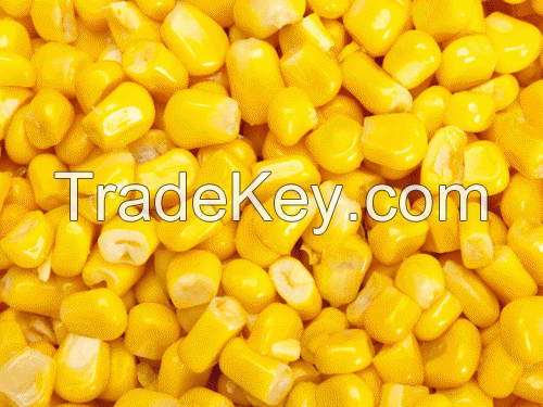 Yellow Corn (Human Consumption & Animal Feed 