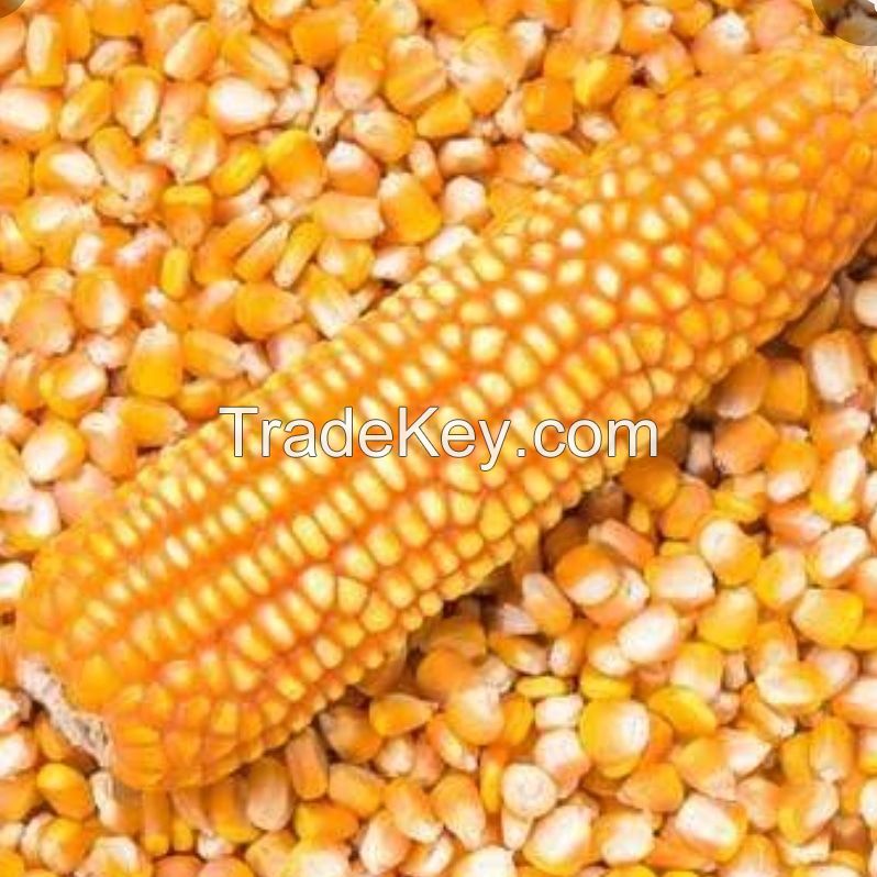 DRY YELLOW CORN