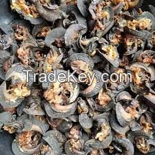 Dried Snail