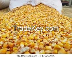 Dried Yellow corn