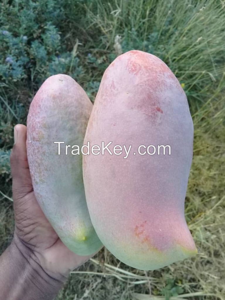 SUDANESE SHANDI MANGO