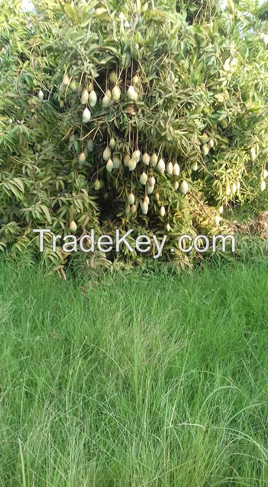 SUDANESE SHANDI MANGO