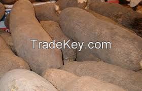 OBIDANIELS GLOBAL LTD