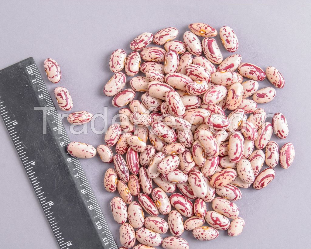 Wholesale Sugar Beans Organic Red Light Speckled Kidney Beans