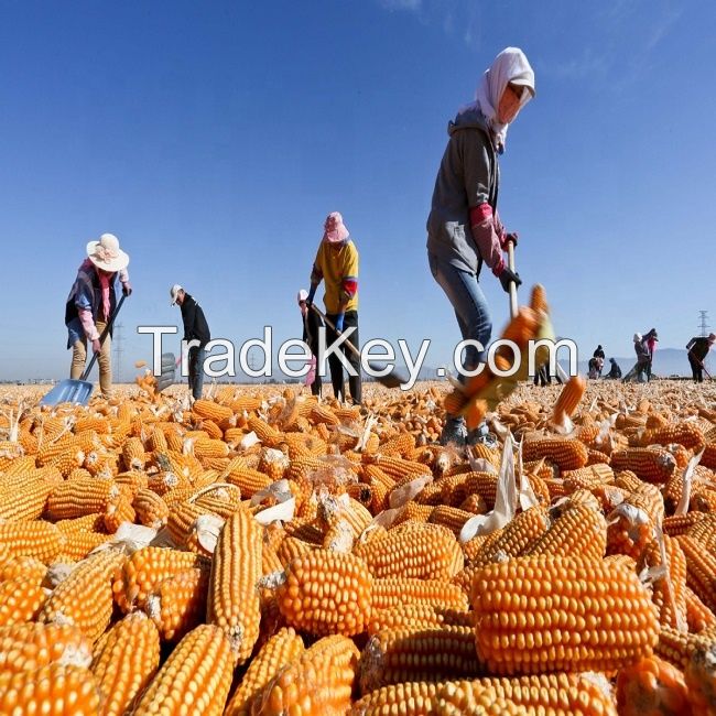 White Maize Wholesale Price Animal Feed Corn Yellow Maize