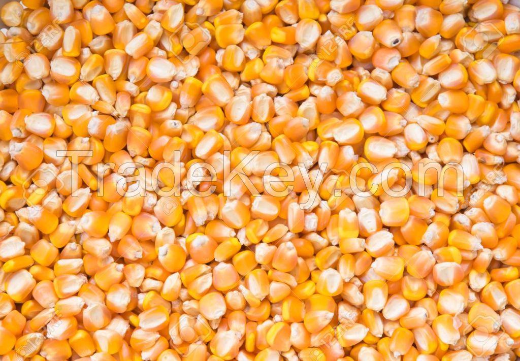 Dry Maize