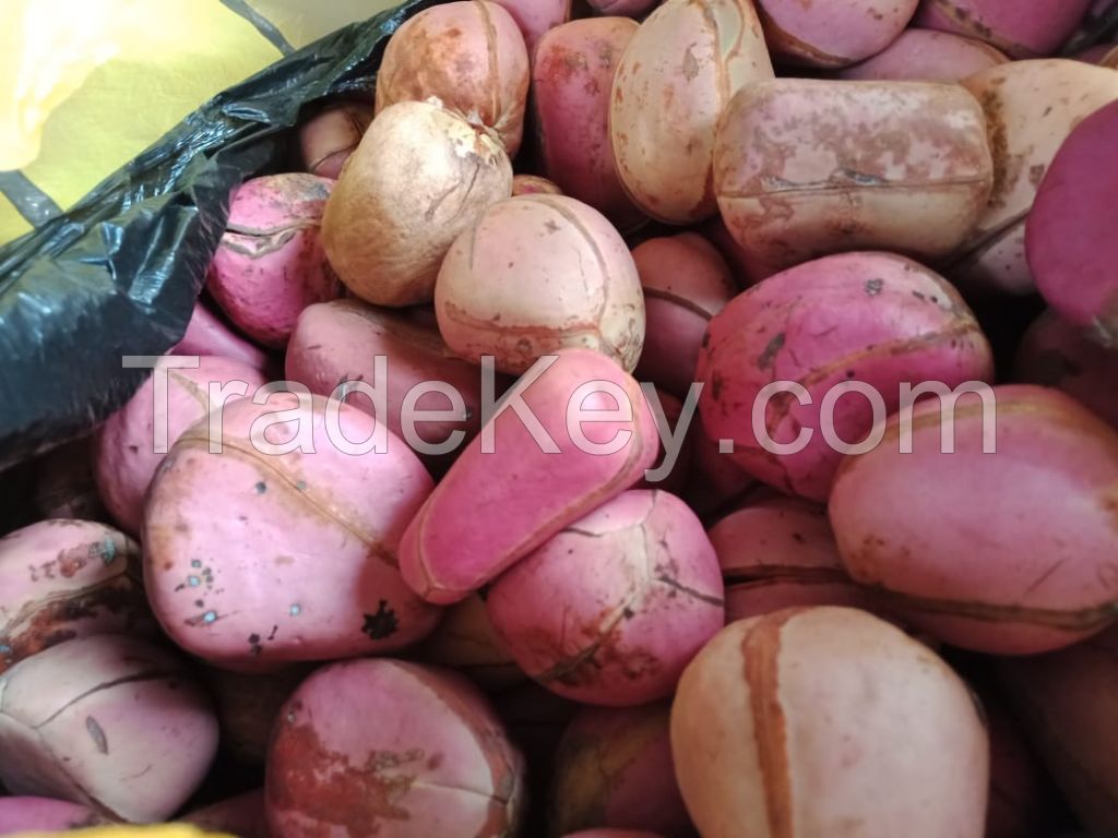 Kola nuts