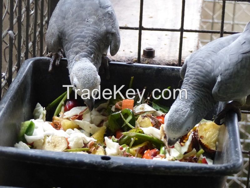african grey parrots for sale near me