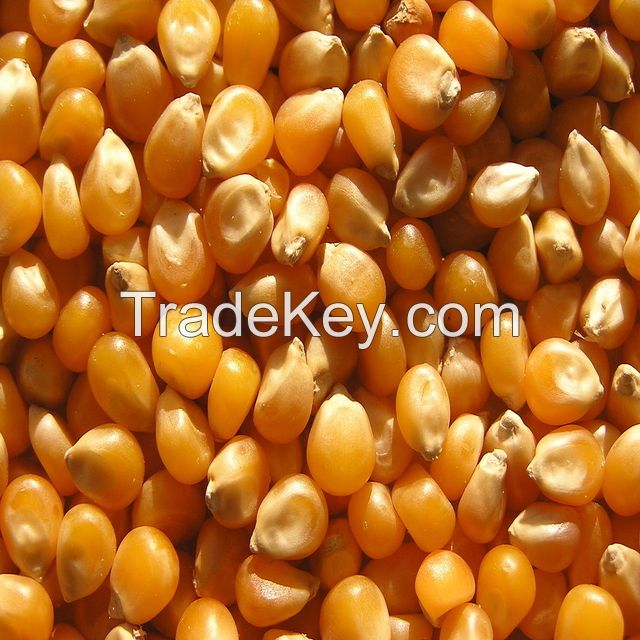 Yellow Corn and White Corn for sales