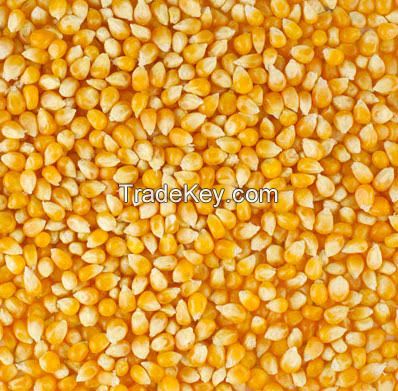 Yellow corn