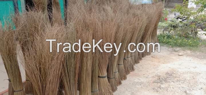 BROOM STICK PALM , NIPAH 90Cm 100Cm Up