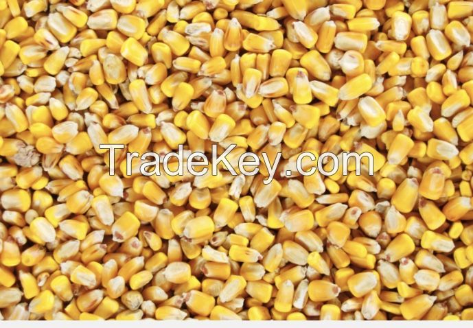 Yellow corn 