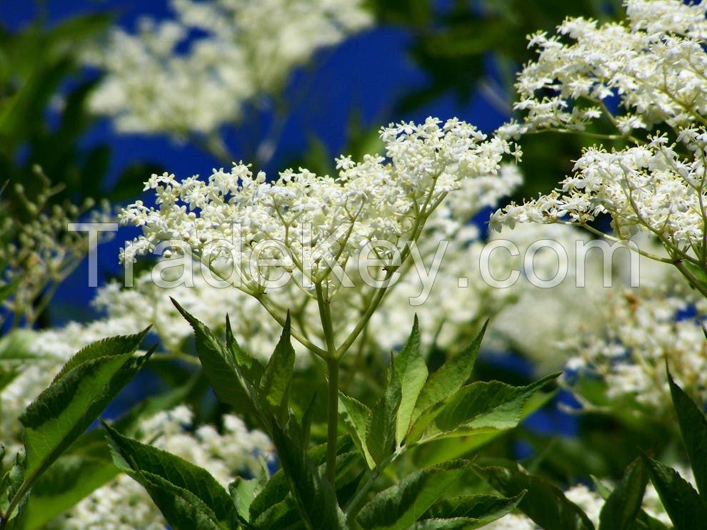 Elder flower