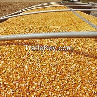 Yellow Corn/Maize For Animal Feed