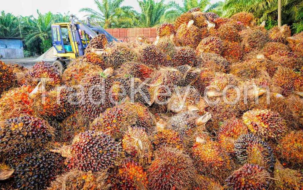 Palm Oil