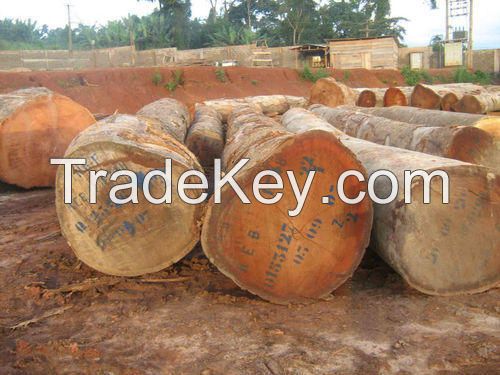 Bubinga Hardwood Timber Logs