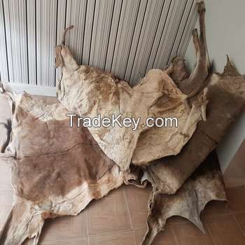 Raw Unsalted Cow Hides/Skin