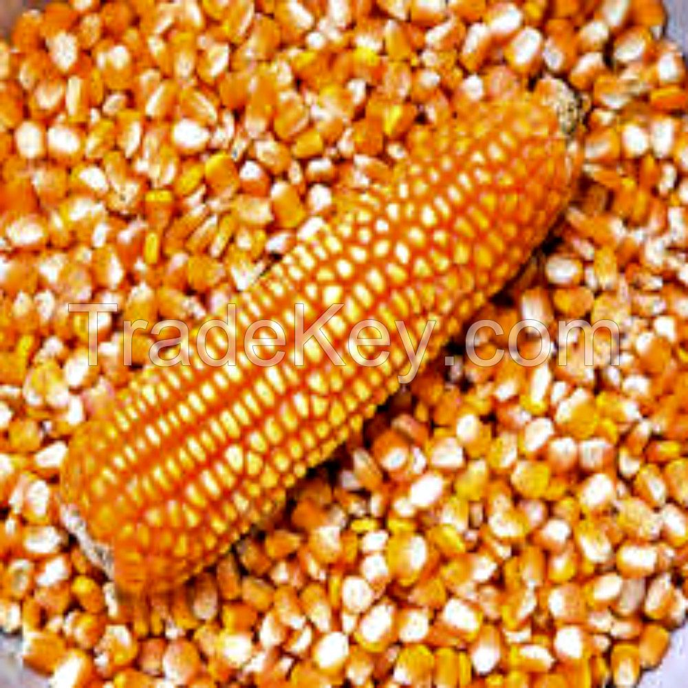 Non GMO Dried Yellow Corn
