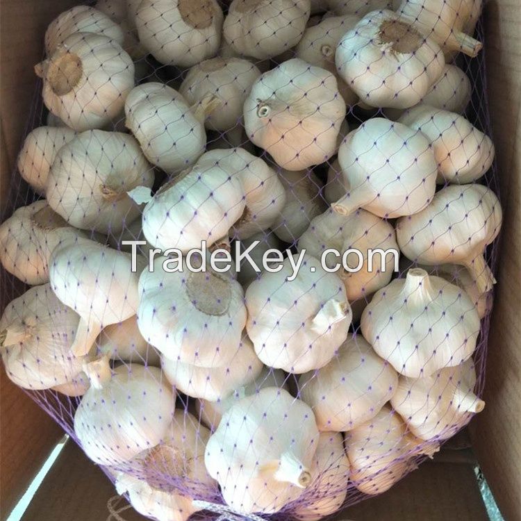 African Fresh Garlic 