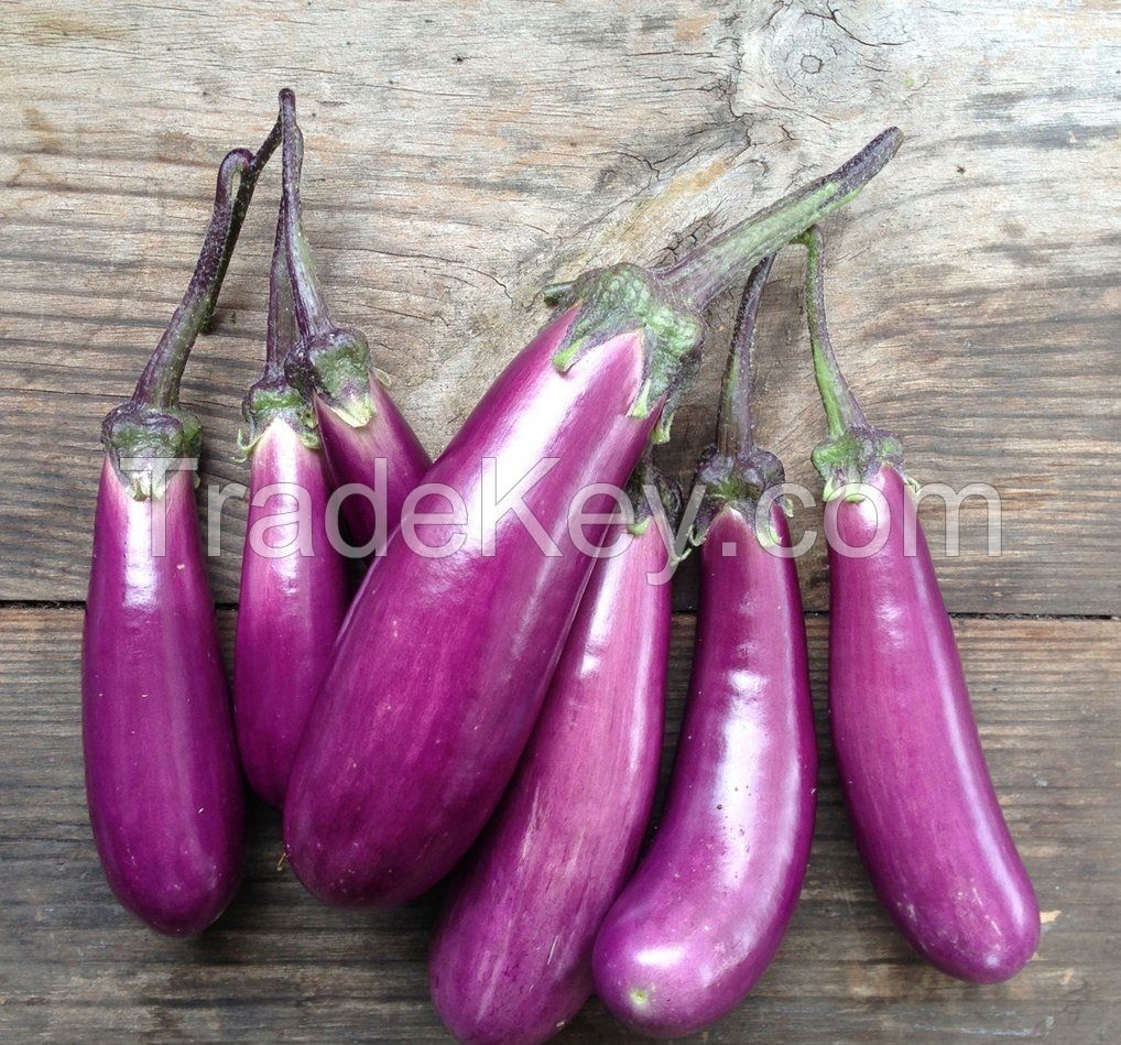 Fresh Eggplant 