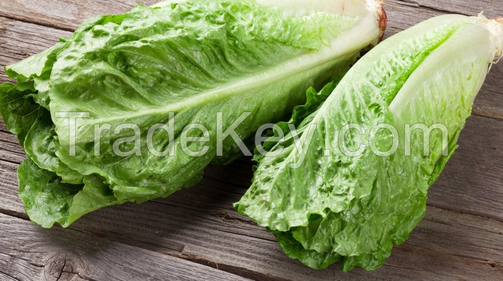 Fresh Green Lettuce Vegetables